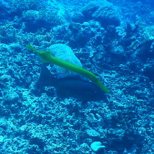 Chinese Trumpetfish and Leopard Coral Trout