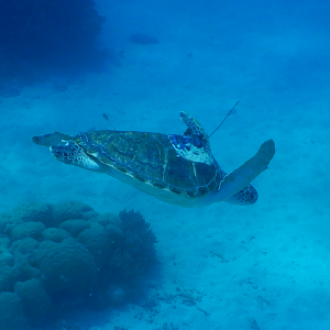 Green Sea Turtle