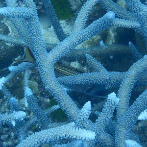 Bloodspot Squirrelfish