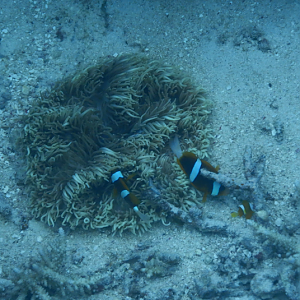 Barrier Reef Anemonefish