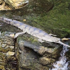 Gharial