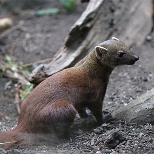 Ring-tailed Vontsira (Galidia elegans)