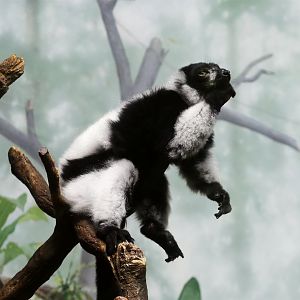 Black-and-white Ruffed Lemur