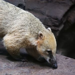 South American Coati