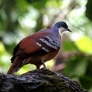 Mindanao Bleeding-heart