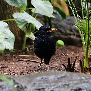 Blue Whistling Thrush (Myophonus caeruleus), July 2016