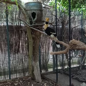 Great Indian hornbill aviary