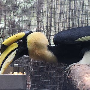 Great Indian hornbill