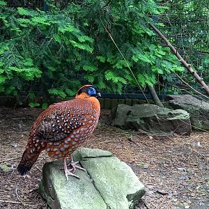 Temminck's tragopan