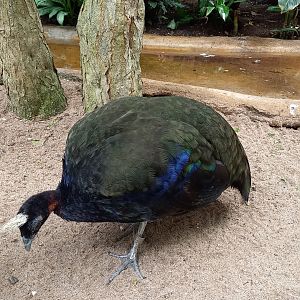Congo peacock
