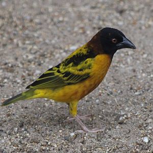Village weaver