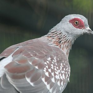 Speckled pigeon