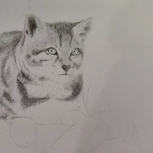 Andean cat in progress