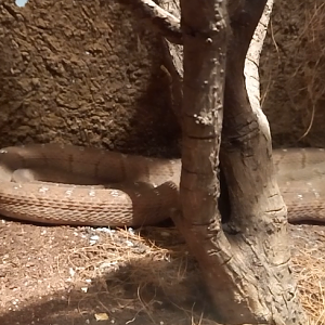 Rufous egg-eater - Dasypeltis medici