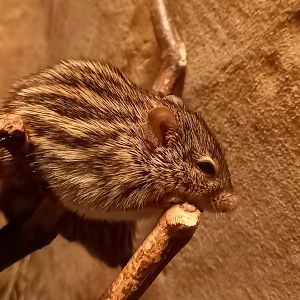 Barbary striped grass mouse - Lemniscomys barbarus