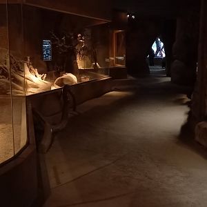 Indoor-enclosures Africa-house