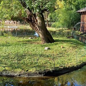 Squirrel monkey island