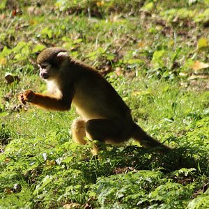 Common squirrel monkey