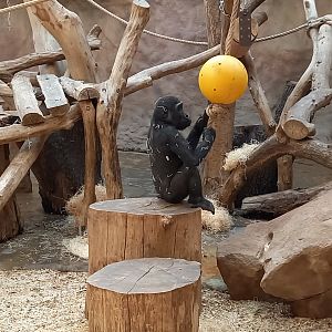 Gorilla indoor enclosure