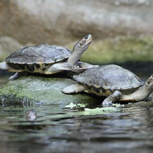 Brown roofed turtles - Pangshura smithii