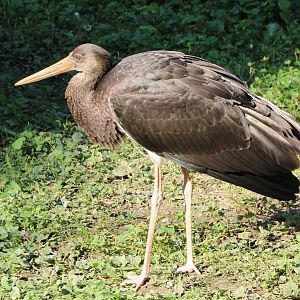 Black stork - juvenile