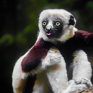 Feb. 2022 - Jungle Trails - Coquerel's Sifaka