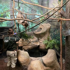 Sally the Two-Toed Sloth