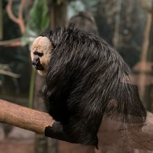 Madeira, Male, White Faced Saki Monkey