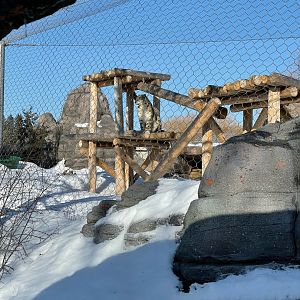 New Male Snow Leopard, Pemba