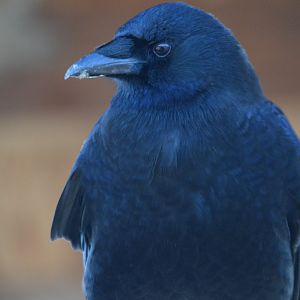 Corvus brachyrhynchos hesperis