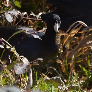 Fulica americana