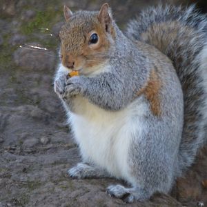 Sciurus carolinensis