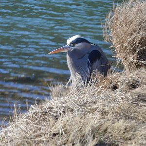Ardea herodias fannini