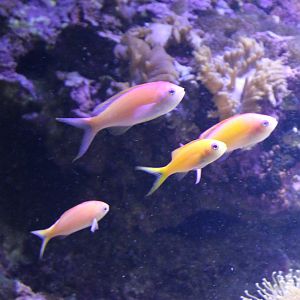 Anthias