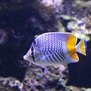 Pearlscale butterflyfish - Chaetodon xanthurus