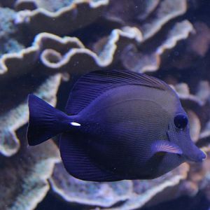 Brushtail tang - Zebrasoma scopas