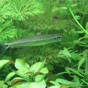 Three-banded lizard tetra - Iguanodectes geisleri