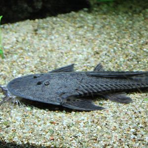 Spoon-faced whiptail - Planiloricaria cryptodon