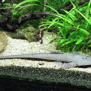 Spoon-faced whiptail - Planiloricaria cryptodon