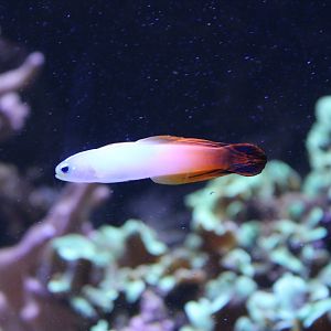 Fire dartfish - Nemateleotris magnifica