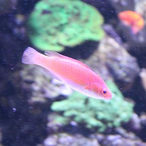 Deepwater wrasse Cirrhilabrus bathyphilus