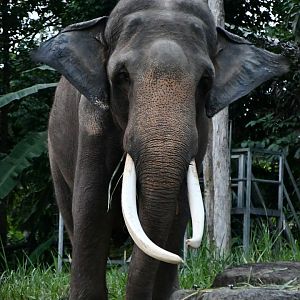 Asian elephant- Chawang