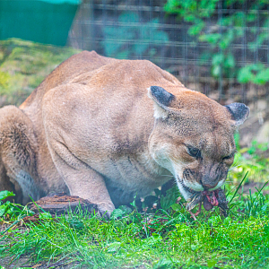 Bailey the male Cougar