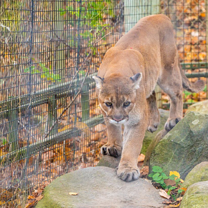 Bailey the male Cougar