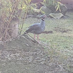 Southern (Crested) Screamer