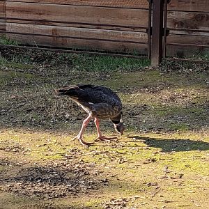 Southern (Crested) Screamer
