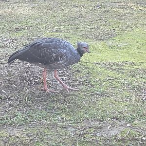 Southern (Crested) Screamer