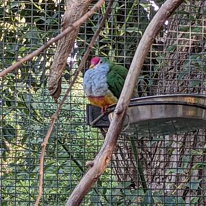 Beautiful Fruit-Dove