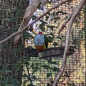 Another Shot of a Beautiful Fruit-Dove