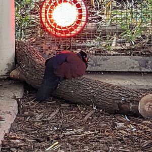 Green-naped Pheasant-Pigeon